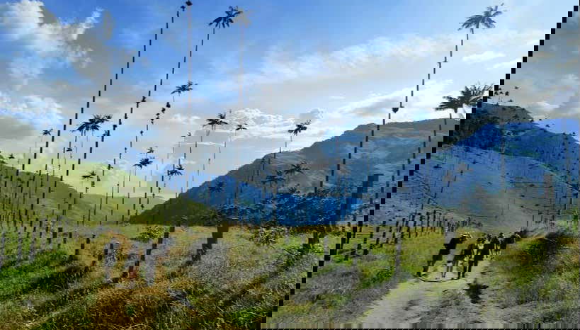 Visite de la vallée de Cocora