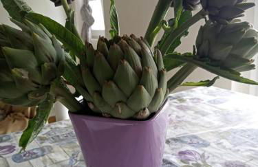 Villa Rosetta relax - Photo 33