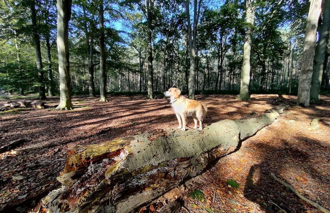 House in Hunzebergen Near Forest Trails - Foto 51