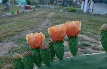 Casinha das Estrelas - Foto 36