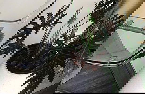 Polkadot Cafe&Hotel - Foto 1