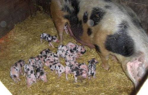 Neumühle from April 2014! - Foto 14