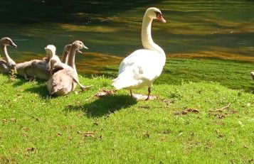 La Regina del Bosco - Foto 8