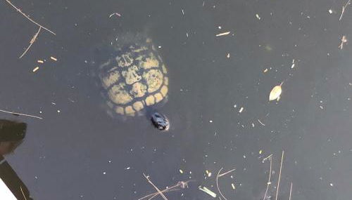 Villa Cozy Cottage - Waterfront - Foto 4