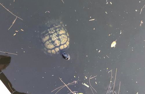 Villa Cozy Cottage - Waterfront - Foto 4