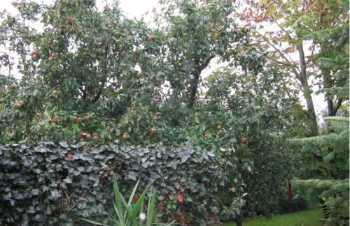 Ferienhaus Ockholm - Photo 22