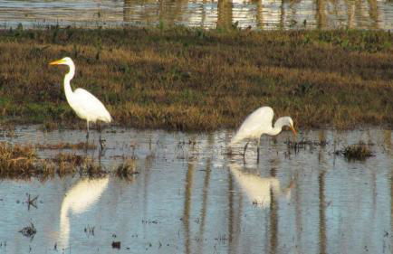 Little River Guest House at Tennessee RiverPlace - Foto 59