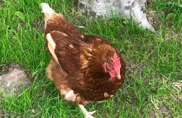 Pine cottage with private hot tub - Photo 21