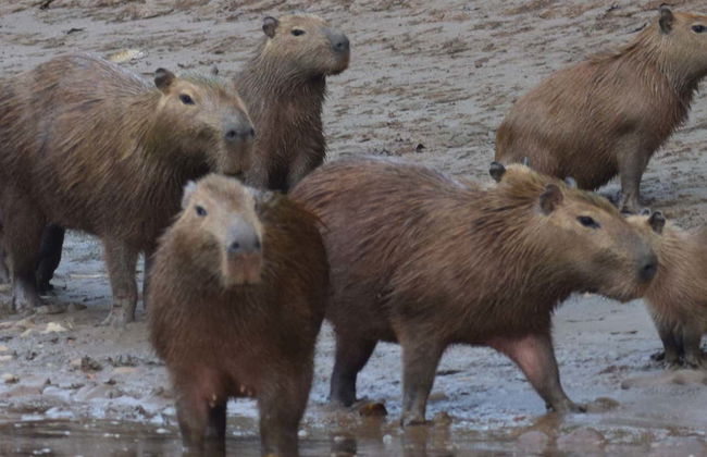 Tambopata National Reserve & Rainforest 4 Day Tour - Photo 10