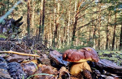 CASA RURAL COSTALAGO - Photo 22