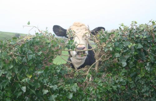 The Cottage Abbotsbury - Foto 35