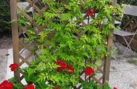 Studio Les coquelicots - Foto 22