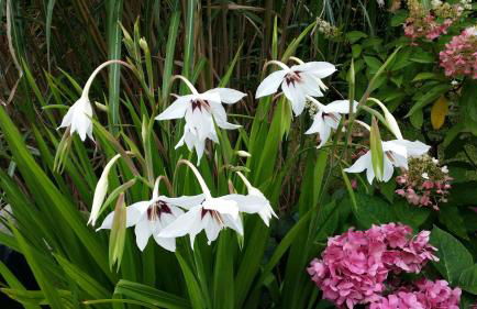 Ferienhaus Storchenweg - Foto 36