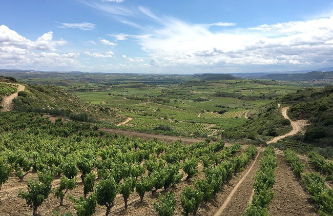Tour Sorbo a Sorbo por 3 Bodegas Familiares Boutique Rioja (Tour Privado con Almuerzo) - Foto 7