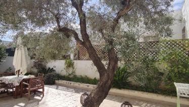 L'OLIVO - San GREGORIO - Foto 3, Garden