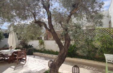 L'OLIVO - San GREGORIO - Foto 3