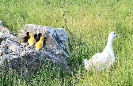 Agriturismo di charme Erbadoro - Foto 85