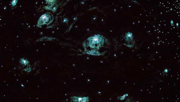 Excursion aux grottes des vers luisants du mont Tamborine - Photo 5