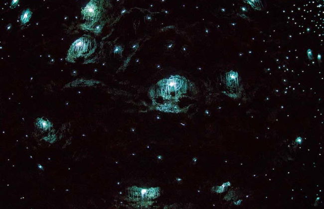 Glow Worm Caves Day Trip from Brisbane - Photo 5