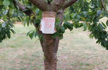 Eichberg Ferienhäuser - Foto 26