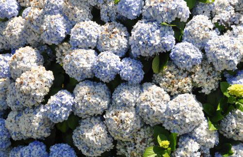 Luxury VILLA CAMÉLIA. Mountains, golf, horses, levada walks. - Foto 47