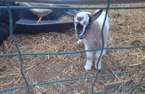 La Caigola - Foto 33