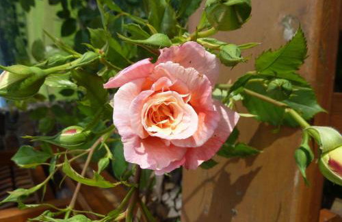 Apartment Wildfeuer by Interhome - Foto 26