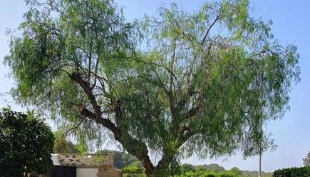 Paolo&Claudia - La Casa Di Mare by Salento Mare Cielo Travel Slow Live More - Foto 1, Garden, Garden view