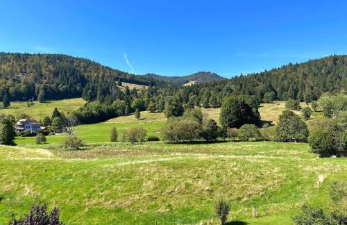 Aufblühen in Menzenschwand - Foto 33