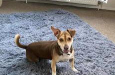 8 Berth Caravan at Blue Dolphin East coast - Foto 32