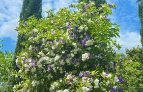 Chalé cipreste 4 Quartos - Foto 33