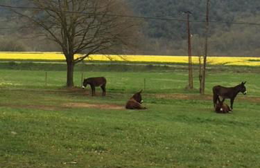 Casa Can Boix - Foto 101