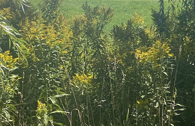 Dreamers Writing Farm - Foto 80