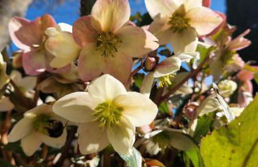 Rosa d' Inverno - Foto 42