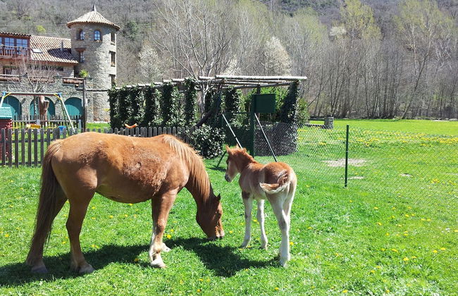 La Borda de Ritort - Foto 24