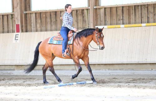 Sonnenhof, Ferienwohnung auf Reitanlage - Foto 36