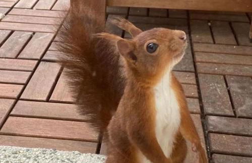 Light T 3 air conditioning Two balconies Toulouse - Foto 11