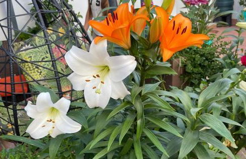 Figueres Center - Foto 43