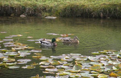 Chalet centaurée - Rémy HEROLD - Foto 10