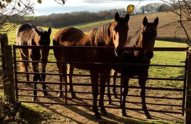 Yellowham Farm, Dorchester - Photo 72