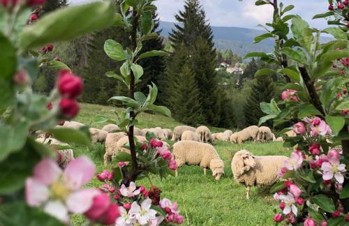 Ferienwohnung Schwarzwaldglueck - Foto 4