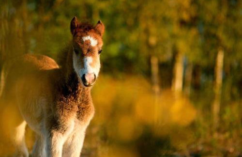 Luxury New Forest Barn, ideal for couples - Photo 54