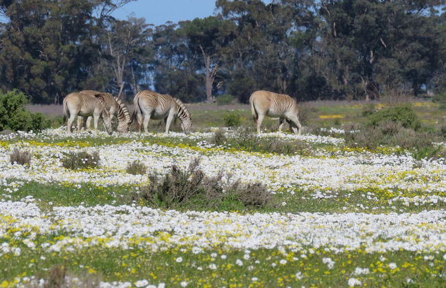 L'Ermitage Quagga Lodge - Photo 31