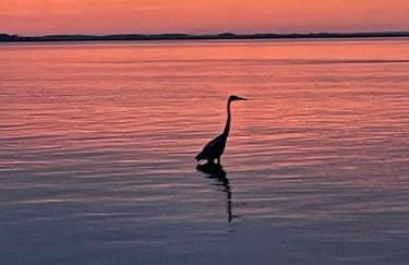 Fabulous Beach House on Elliott Island -beautiful sandy beach, tranquil 6 acres - Foto 46