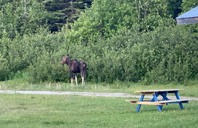 Bonne Bay Cottages - Photo 76