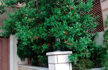 Chrysandra - Foto 32