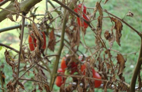 Apartment Mirta - Foto 25