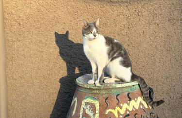 Iris Cretan Mountain Escape - Photo 35