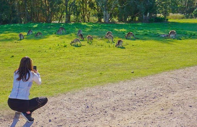 Escursione al Parco Nazionale Springbrook + Avvistamento di canguri - Foto 7