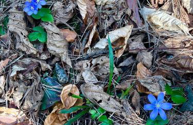 Agroturystyka Dom Wśród Sosen - Foto 79